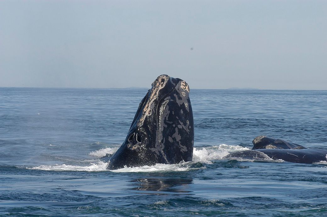 Bioacoustics, Interspecies Composition, and the Industrial Fracturing of the Acoustic Niche
